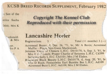 The First Lancashire Heeler to be recognised was Acremead Bogey