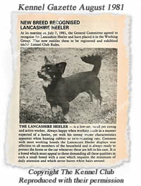 The Lancashire Heeler was recognised by the UK Kennel Club in July 1981